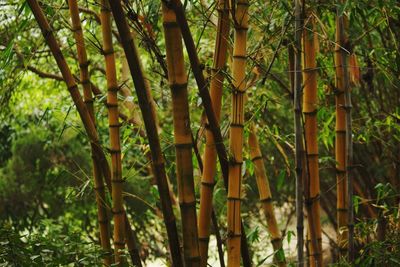 Close-up of bamboo trees in forest