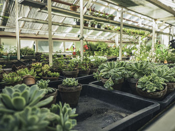 Potted plants in greenhouse