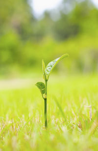 Close-up of plant on land