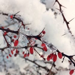 Low angle view of plant against sky