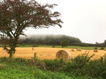 Hay bales on field against clear sky