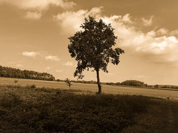 Tree on field against sky