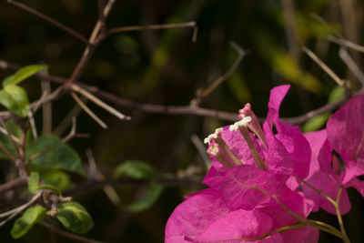 Close-up of pink flower blooming outdoors