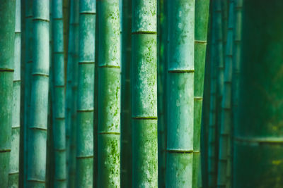 Full frame shot of bamboo plants