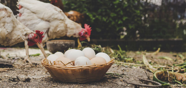 Close-up of food in basket