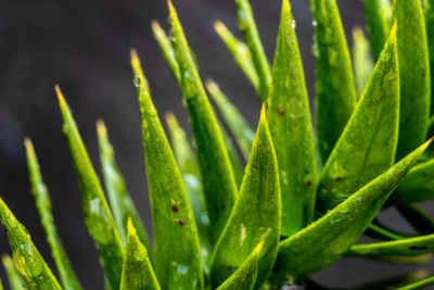 Close-up of wet plants