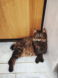 High angle portrait of cat relaxing on floor
