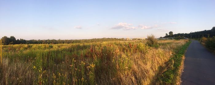 Scenic view of field against sky