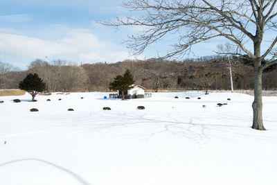 Bare trees on snow covered field against sky