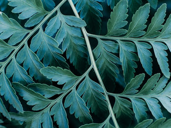 Full frame shot of leaves