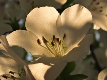 Macro shot of flowering plant