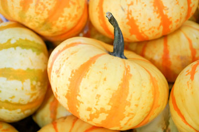 Many fresh ripe pumpkins as background, pumpkins for sale.