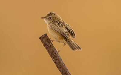 Close-up of bird perching on branch against orange sky