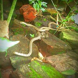Close-up of green leaves