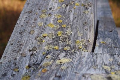Close-up of yellow flower growing on tree trunk