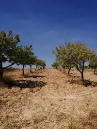 Trees on field against sky