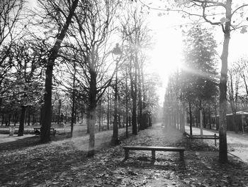 Sun shining through bare trees