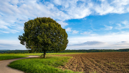 Trees on field against sky