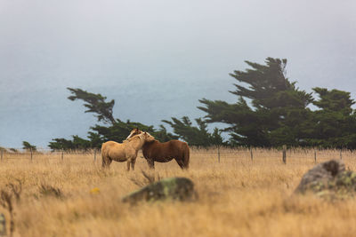 Two pregnant horses in a field