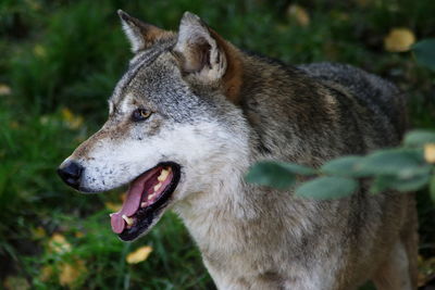 Close-up of dog outdoors