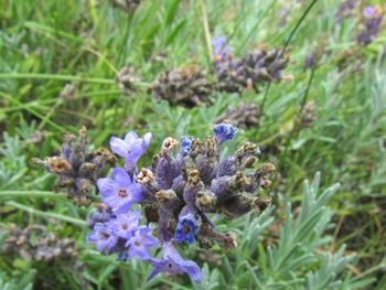 Close-up of insect on purple flower