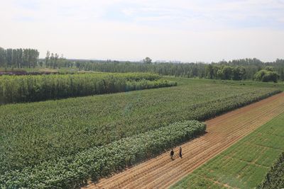 Scenic view of vineyard against sky