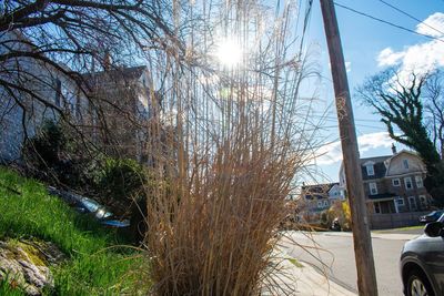 Bare trees and plants by building against sky