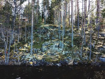 Plants growing on land in forest