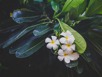 Close-up of white flowering plant