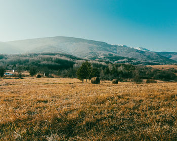 Scenic view of field against clear sky