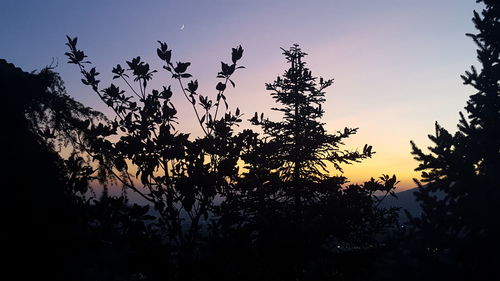 Silhouette trees against sky during sunset