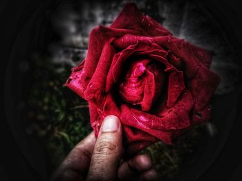 Close-up of red rose