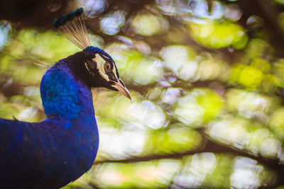 Close-up of a peacock