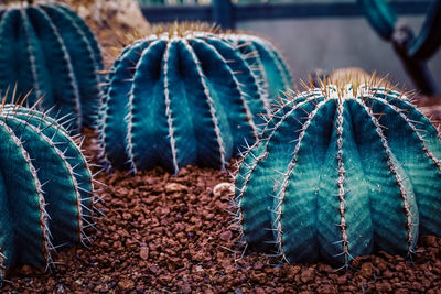 Close-up of succulent plant on field