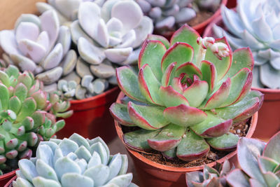 Close-up of succulent plant