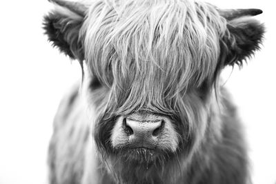 Close-up portrait of a horse