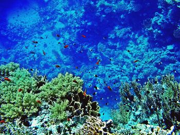 Fish swimming in sea