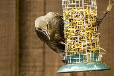 Close-up of bird perching on metal feeder