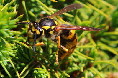 Close-up of bee on plant