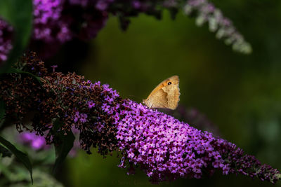 Close-up of butterfly pollinating on purple flowers