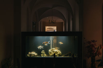 View of fish swimming in glass window
