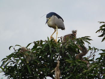 Low angle view of bird perching on a tree