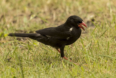 Black bird on a field