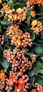 View of fruits for sale at market stall