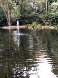 View of birds in lake