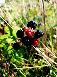 Close-up of black berries on plant