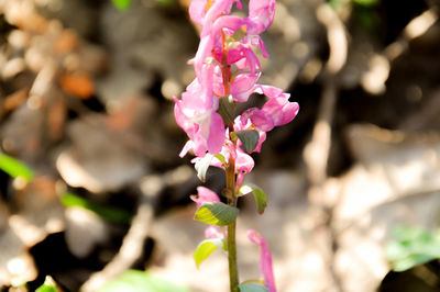 Close-up of pink flowers blooming outdoors