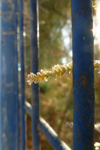 Close-up of flower tree