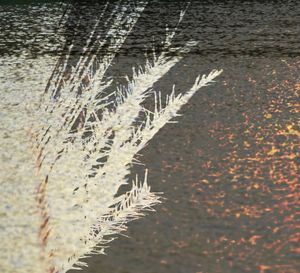 High angle view of plants during winter