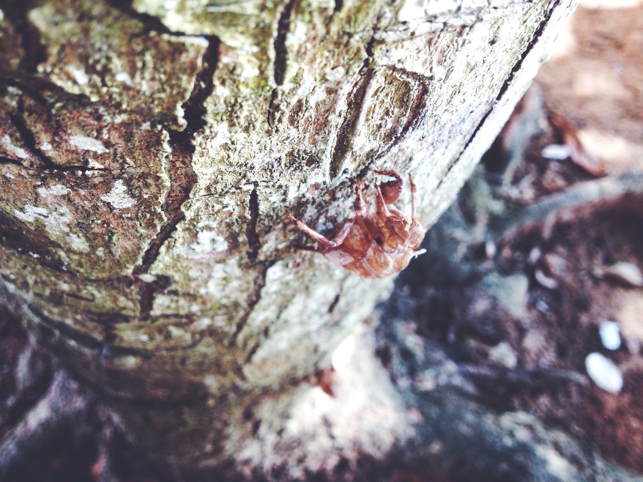 tree, tree trunk, nature, close-up, selective focus, branch, focus on foreground, dead plant, dry, textured, day, outdoors, no people, growth, rough, tranquility, beauty in nature, wood - material, rock - object, bark